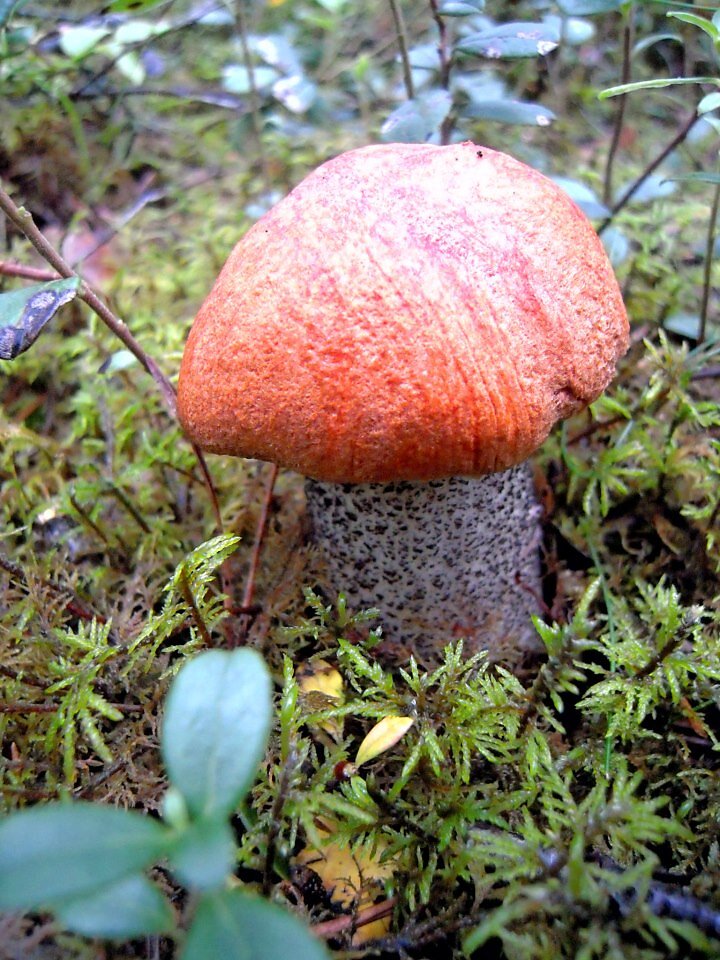 Haavapuravik (Leccinum aurantiacum­)