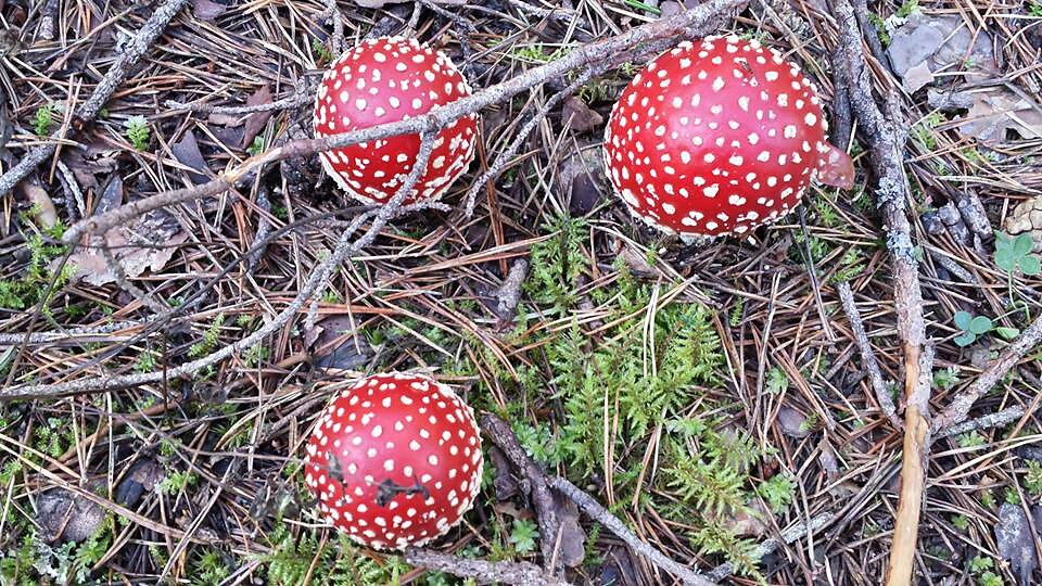 Punane kärbseseen - mikrofoni kujuga