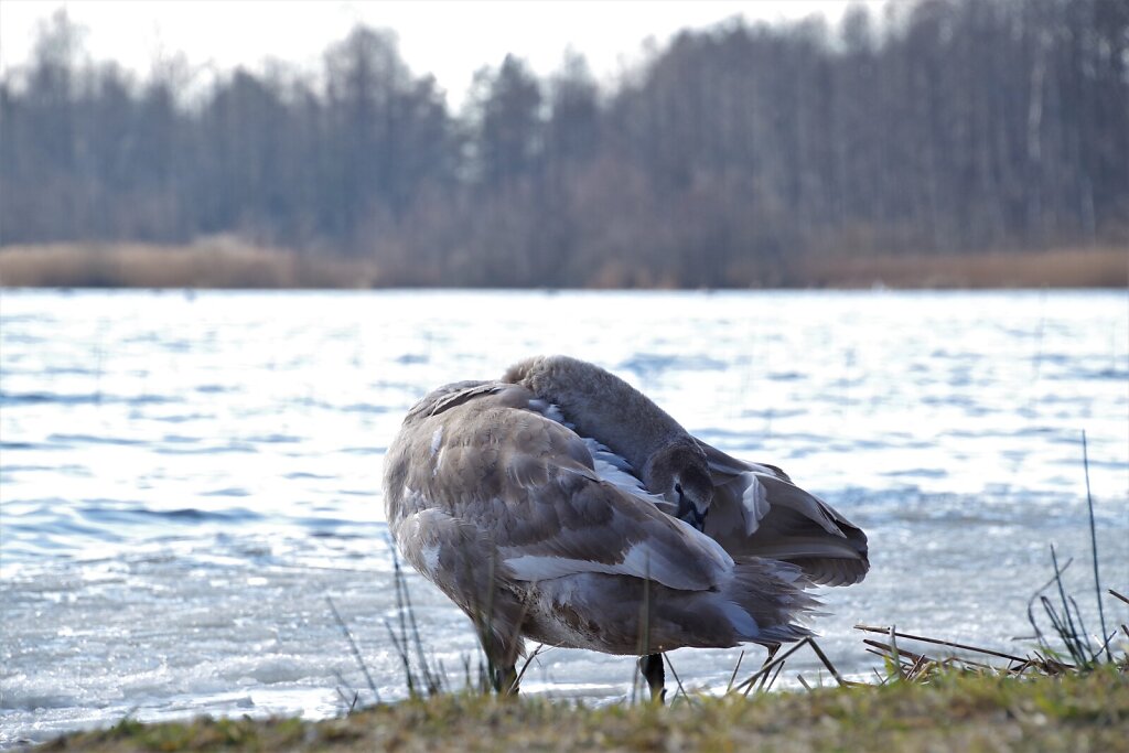 Luik Klooga järvel