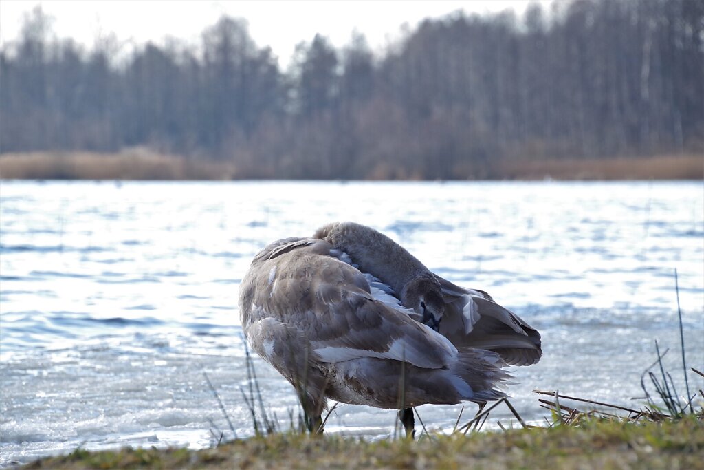 Luik Klooga järvel