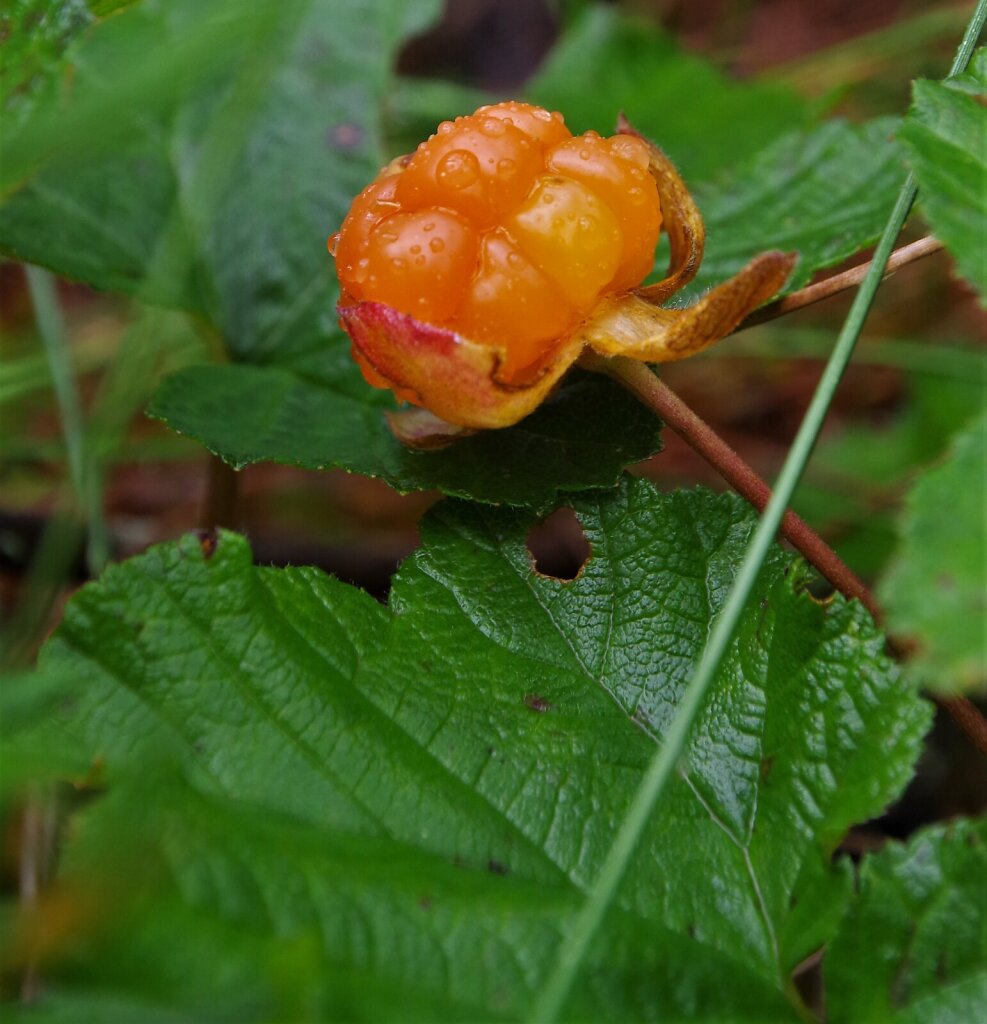 Rabamurakas (Rubus chamaemorus)