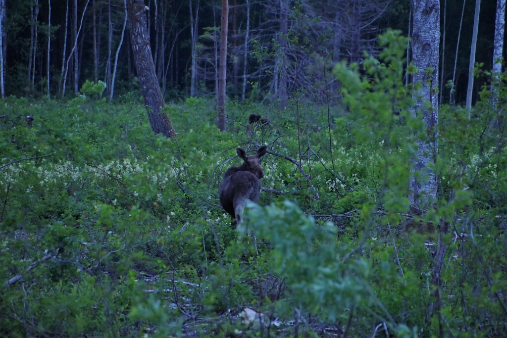 Põder vaatab tagasi